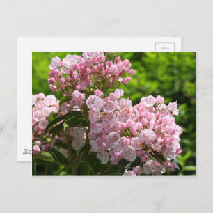 Hübsch Pink Mountain Laurel Blume Postkarte