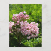 Hübsch Pink Mountain Laurel Blume Postkarte (Vorderseite)