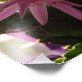 Hübsch-Pink-Osterkaktus-Blume Fotodruck (Ecke)