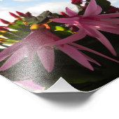 Hübsch-Pink-Osterkaktus-Blume Fotodruck (Ecke)