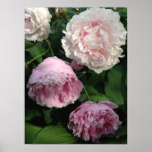 Hübsch Pink Peony Art Poster (Vorne)