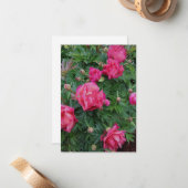 Hübsch Pink Peony Bush Mitteilungskarte (Vorderseite/Rückseite Beispiel)