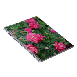 Hübsch Pink Peony Bush Notizblock