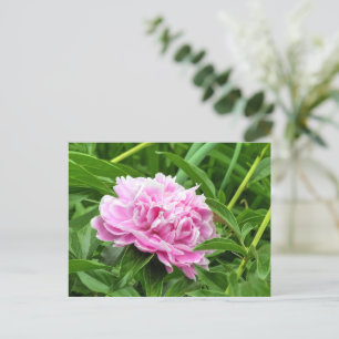 Hübsch Pink Peony Postkarte