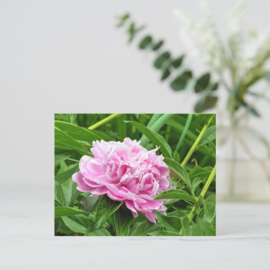 Hübsch Pink Peony Postkarte (Stehend Vorderseite)