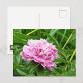 Hübsch Pink Peony Postkarte (Vorne/Hinten)
