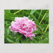 Hübsch Pink Peony Postkarte (Vorderseite)