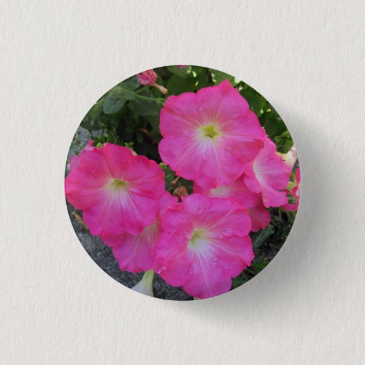 Hübsch Pink Petunia Blume Foto Button (Vorderseite)