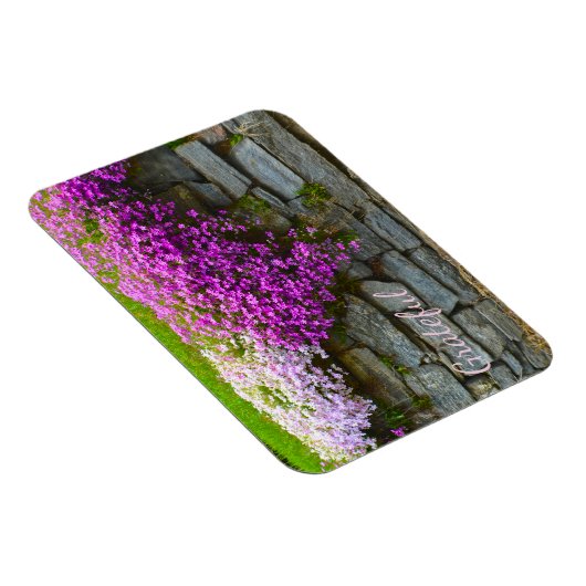 Hübsch Pink Phlox Dankbarkeit Magnet (Rechte Seite)