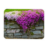 Hübsch Pink Phlox Dankbarkeit Magnet (Horizontal)