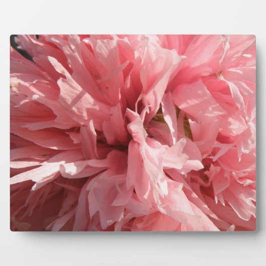 Hübsch Pink Poppy Plaque Fotoplatte (Vorderseite)