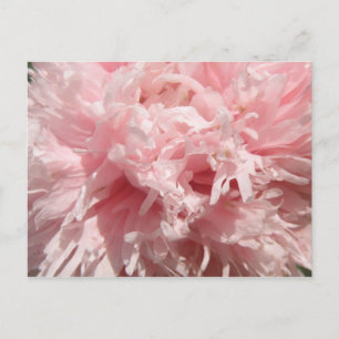 Hübsch Pink Poppy Postkarte