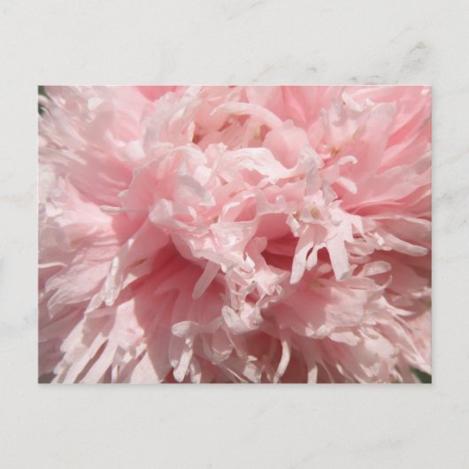 Hübsch Pink Poppy Postkarte (Vorderseite)