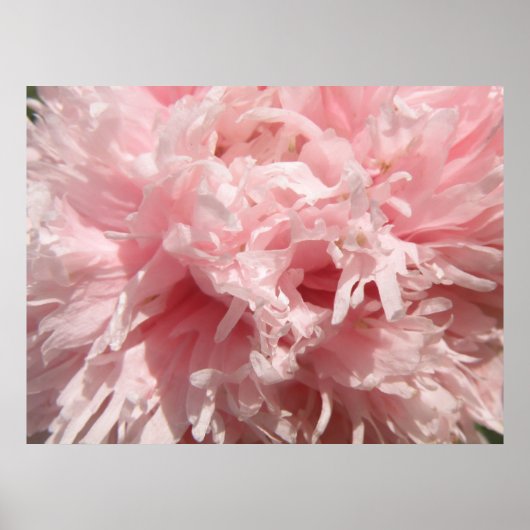 Hübsch Pink Poppy Print Poster (Vorne)
