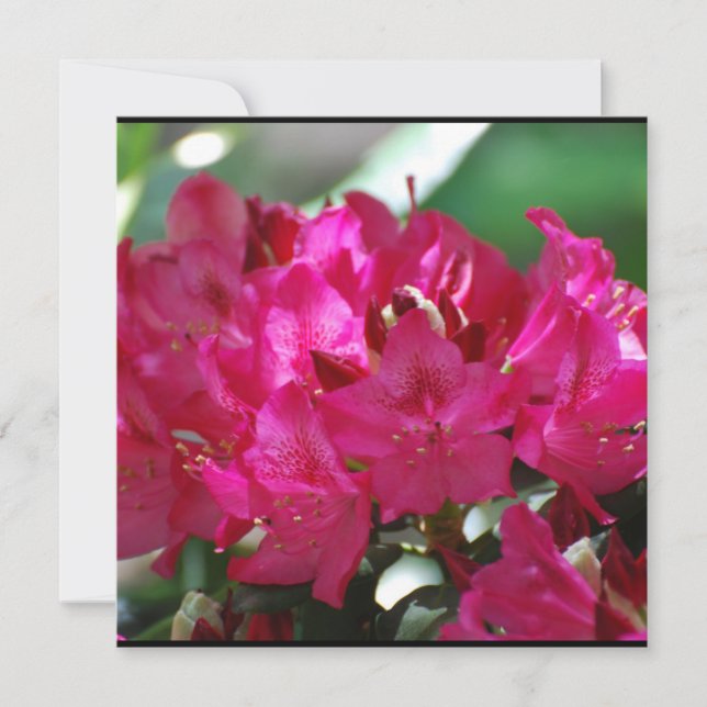 Hübsch Pink Rhododendron (Vorderseite)