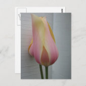 Hübsch Pink Tulip Postkarte (Vorne/Hinten)