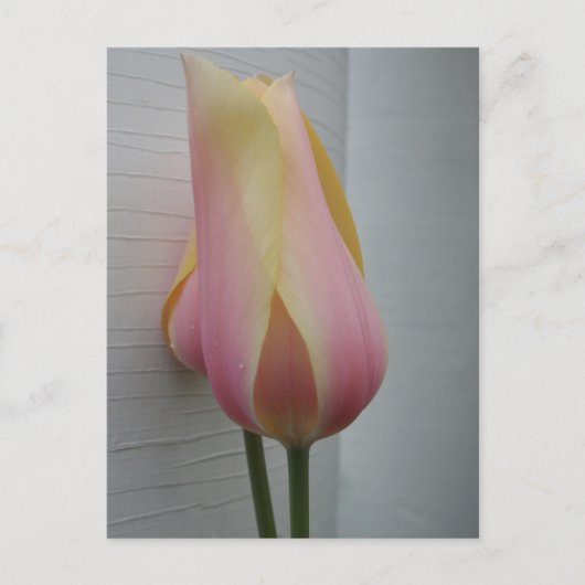 Hübsch Pink Tulip Postkarte (Vorderseite)