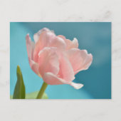 Hübsch Pink Tulips Baby Blue Springtime Postkarte (Vorderseite)