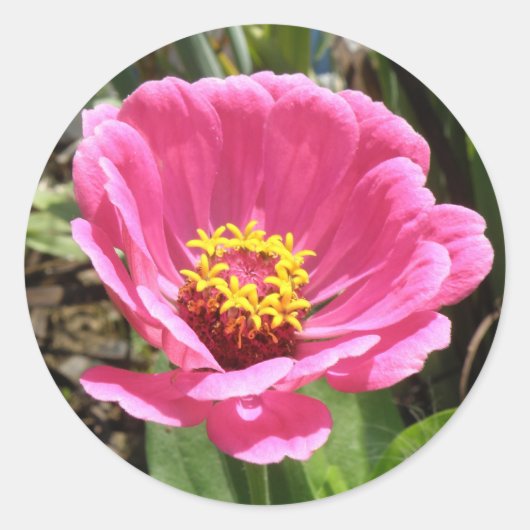 Hübsch Pink Zinnia Stickers (Vorderseite)