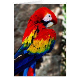 Hübsch Polly Parrot