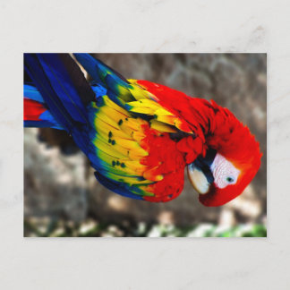 Hübsch Polly Parrot Postkarte