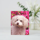 Hübsch Poodle Postkarte (Stehend Vorderseite)