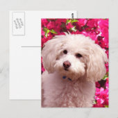 Hübsch Poodle Postkarte (Vorne/Hinten)