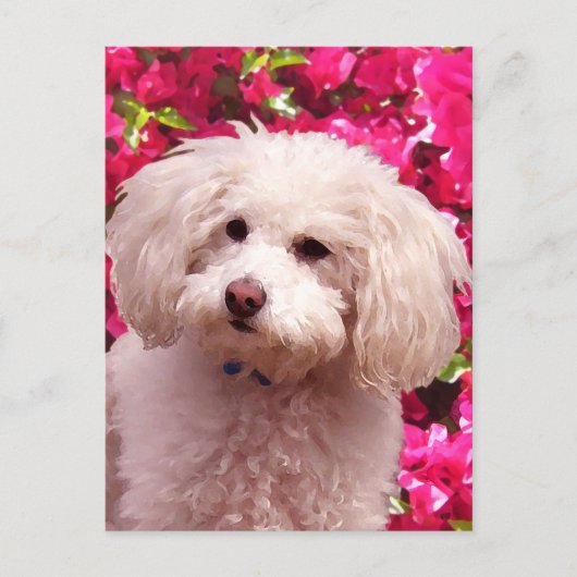 Hübsch Poodle Postkarte (Vorderseite)