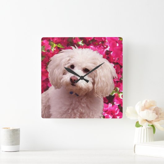 Hübsch Poodle Quadratische Wanduhr (Zuhause)