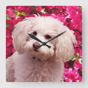 Hübsch Poodle Quadratische Wanduhr