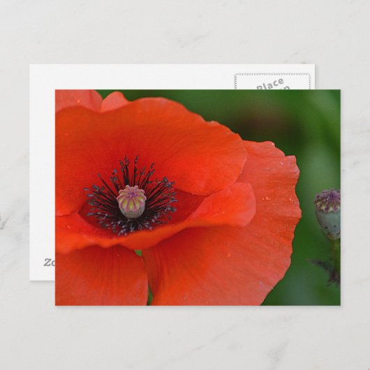Hübsch Poppy Postkarte (Vorne/Hinten)