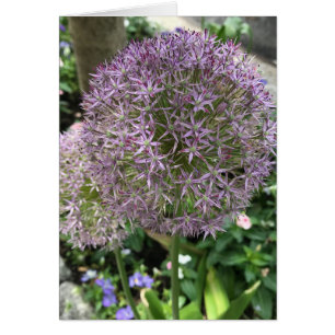 Hübsch Purple Flowers Allium Garden NYC Foto
