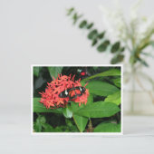 Hübsch Red Butterfly Postkarte (Stehend Vorderseite)