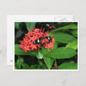 Hübsch Red Butterfly Postkarte (Vorne/Hinten)
