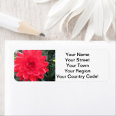 Hübsch Red Dahlia (Insitu)