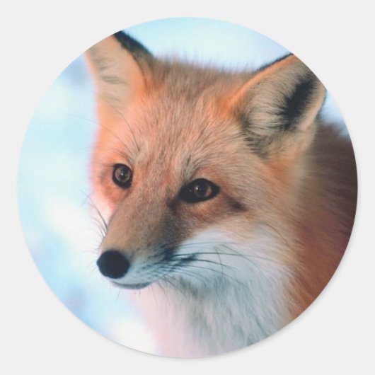 Hübsch Red Fox Runder Aufkleber (Vorderseite)