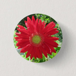 Hübsch Red Gerbera Daisy Foto Button