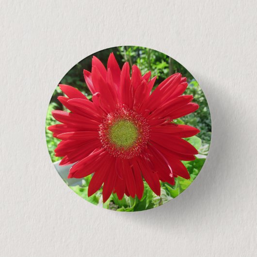 Hübsch Red Gerbera Daisy Foto Button (Vorderseite)