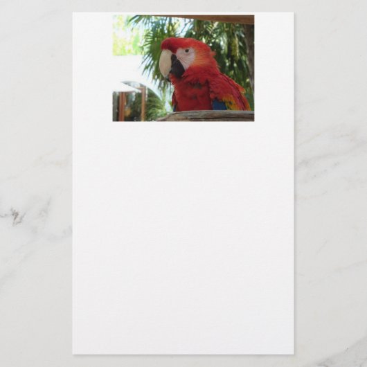 Hübsch Red Parrot Briefpapier (Vorderseite)