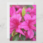 hübsch-rosa Azaleen-Blume (Rückseite)