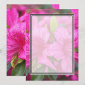 hübsch-rosa Azaleen-Blume (Vorne/Hinten)