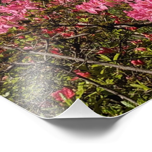 Hübsch rosa Azaleen Fotodruck (Ecke)