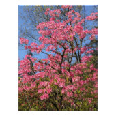 Hübsch rosa Azaleen Fotodruck (Vorne)