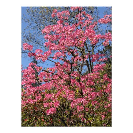 Hübsch rosa Azaleen Fotodruck (Vorne)