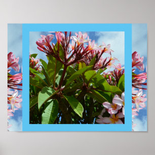 Hübsch rosa blühender Frangipani-Baum, Poster