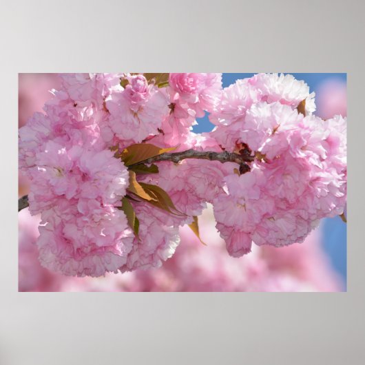 Hübsch rosa Blütenbaum Poster (Vorne)