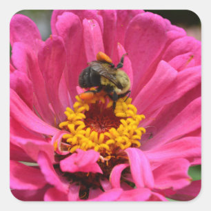 Hübsch rosa Blütenpinke Zinnia Hummel Quadratischer Aufkleber