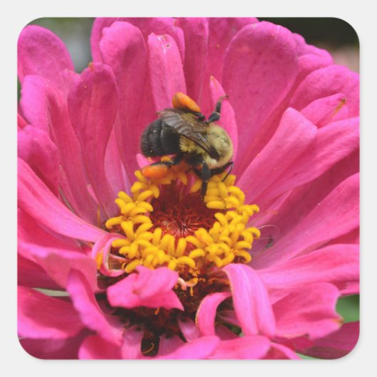 Hübsch rosa Blütenpinke Zinnia Hummel Quadratischer Aufkleber (Vorderseite)
