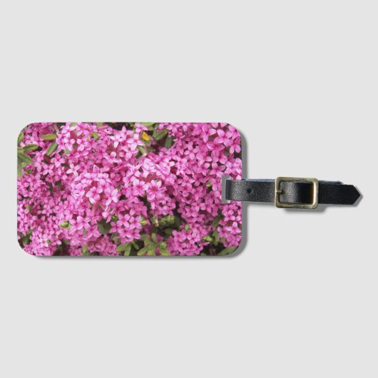 Hübsch rosa Daphne Gepäckanhänger (Vorderseite (Horizontal))