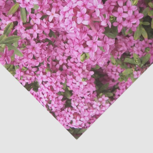 Hübsch rosa Daphne Seidenpapier (Ausschnitt)